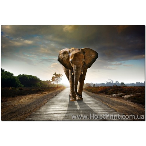 Картина слон, ART: ANF888003, , 168.00 грн., ANF888003, , Животные (Фотокартины)